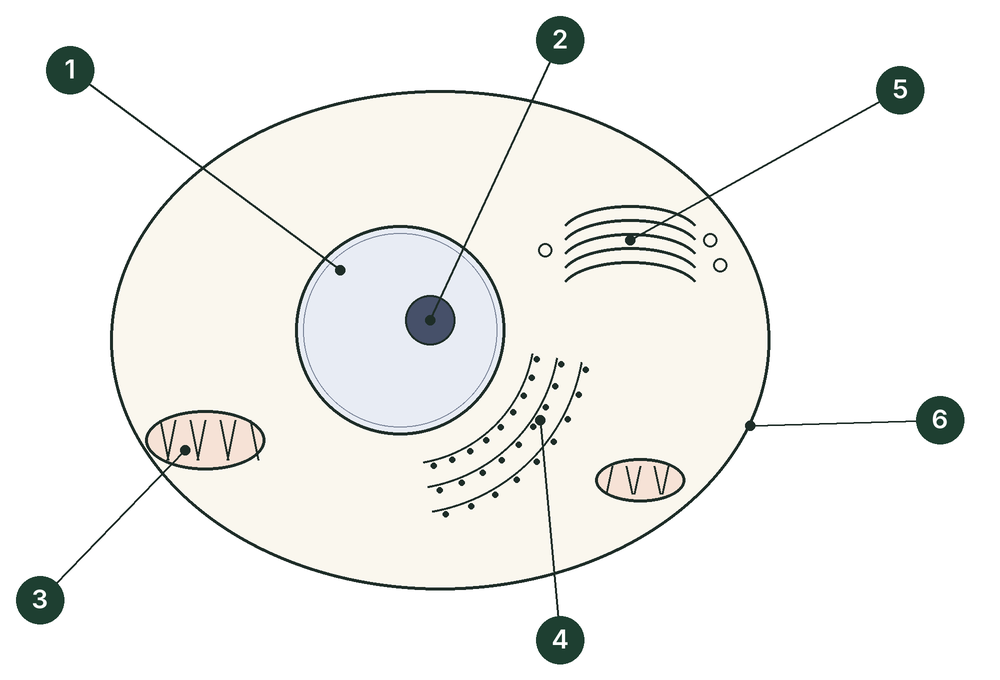 Schematic drawing of an animal cell with six numbered labels. 1 points to the large round body in the middle of the cell. 2 points to the small dark body inside it. 3 points to an oval structure with folded inner lines at the lower left. 4 points to curved parallel membranes studded with dots, beside the large round body. 5 points to a stack of flattened curved sacs with small round vesicles at the upper right. 6 points to the outer boundary of the cell.